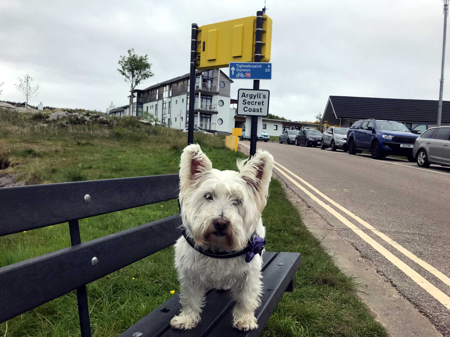 poppy the westie at portavardie ferry stop