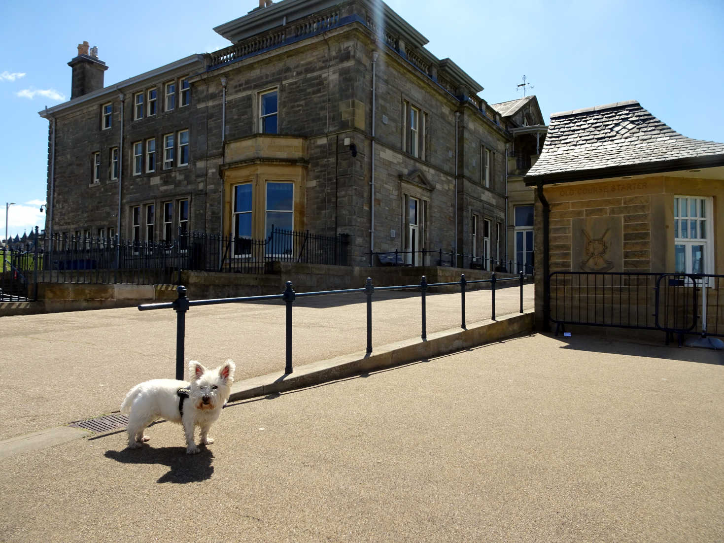 poppy the westie at the R&A St Andrews