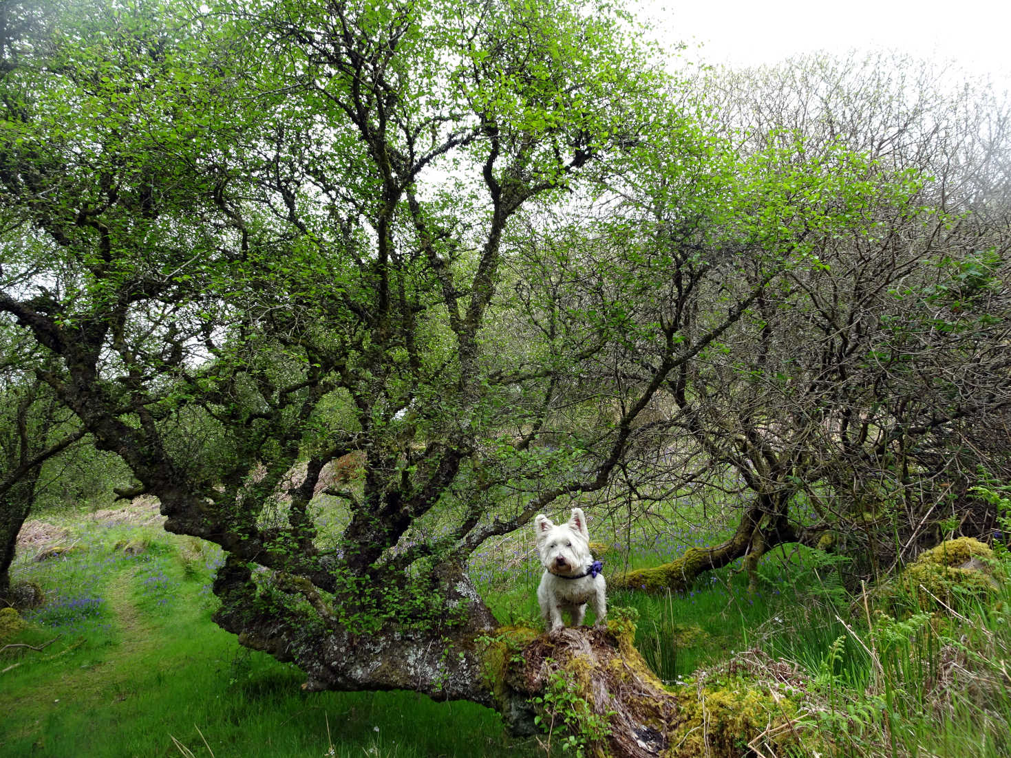 poppy the westie at top of Glanan wood portavadie