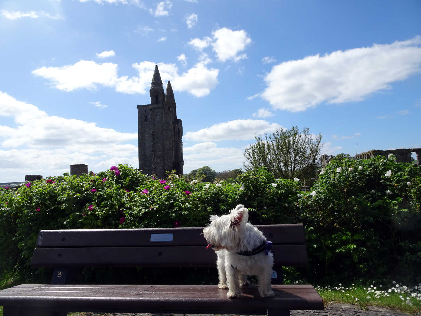 poppy the westie by St Andrews Abbey