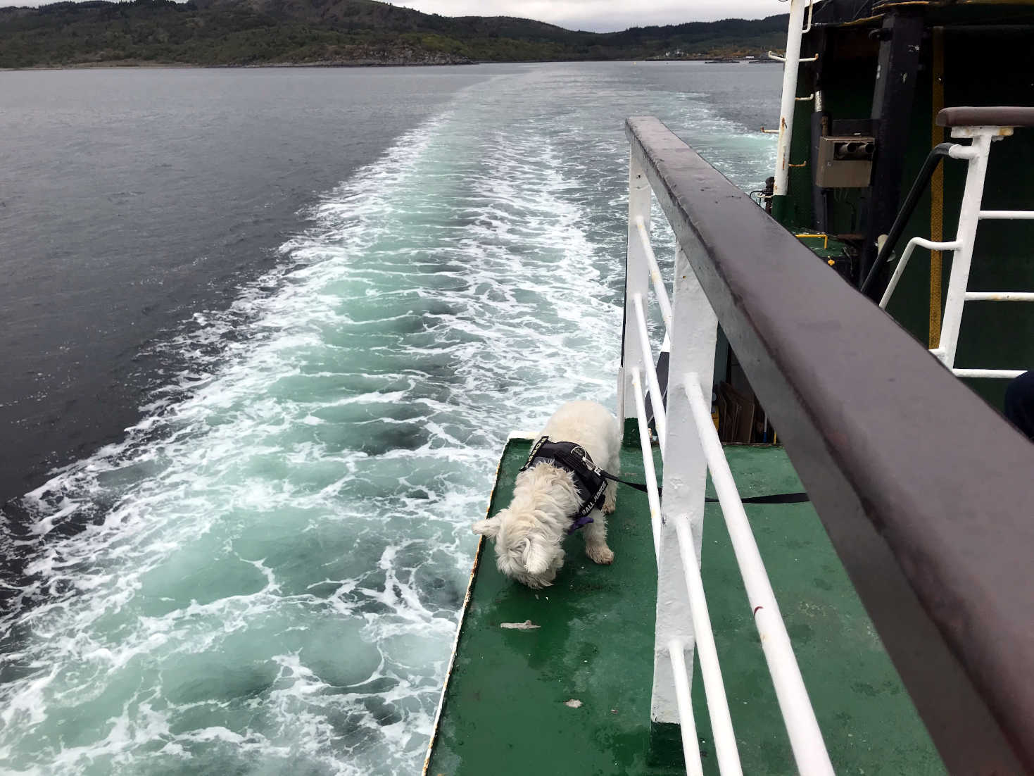 poppy the westie chancing it on the tarbert ferry