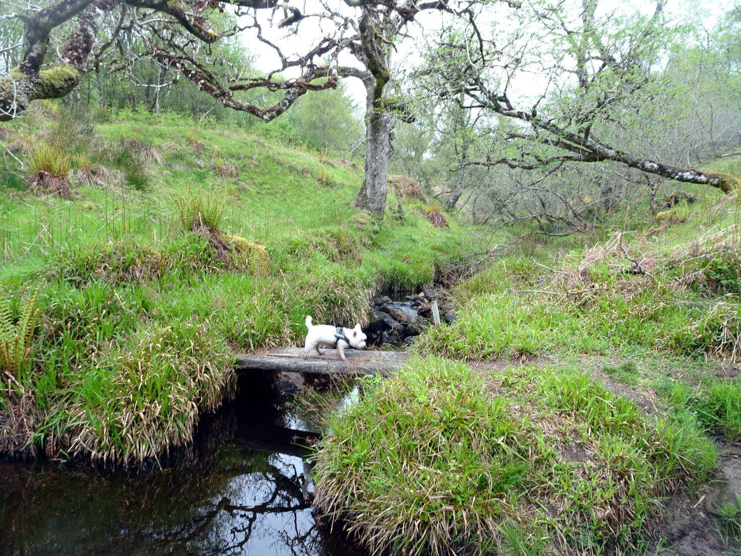 poppy the westie crosses the east burn in Glenan