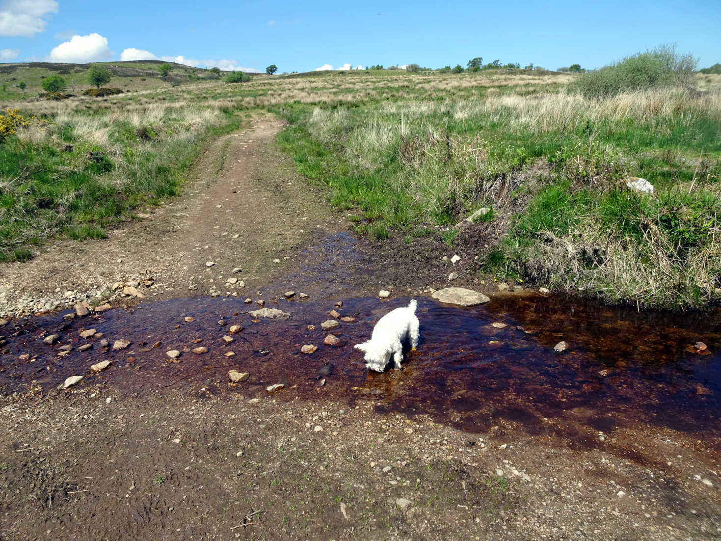 poppy the westie gets a well earned drink