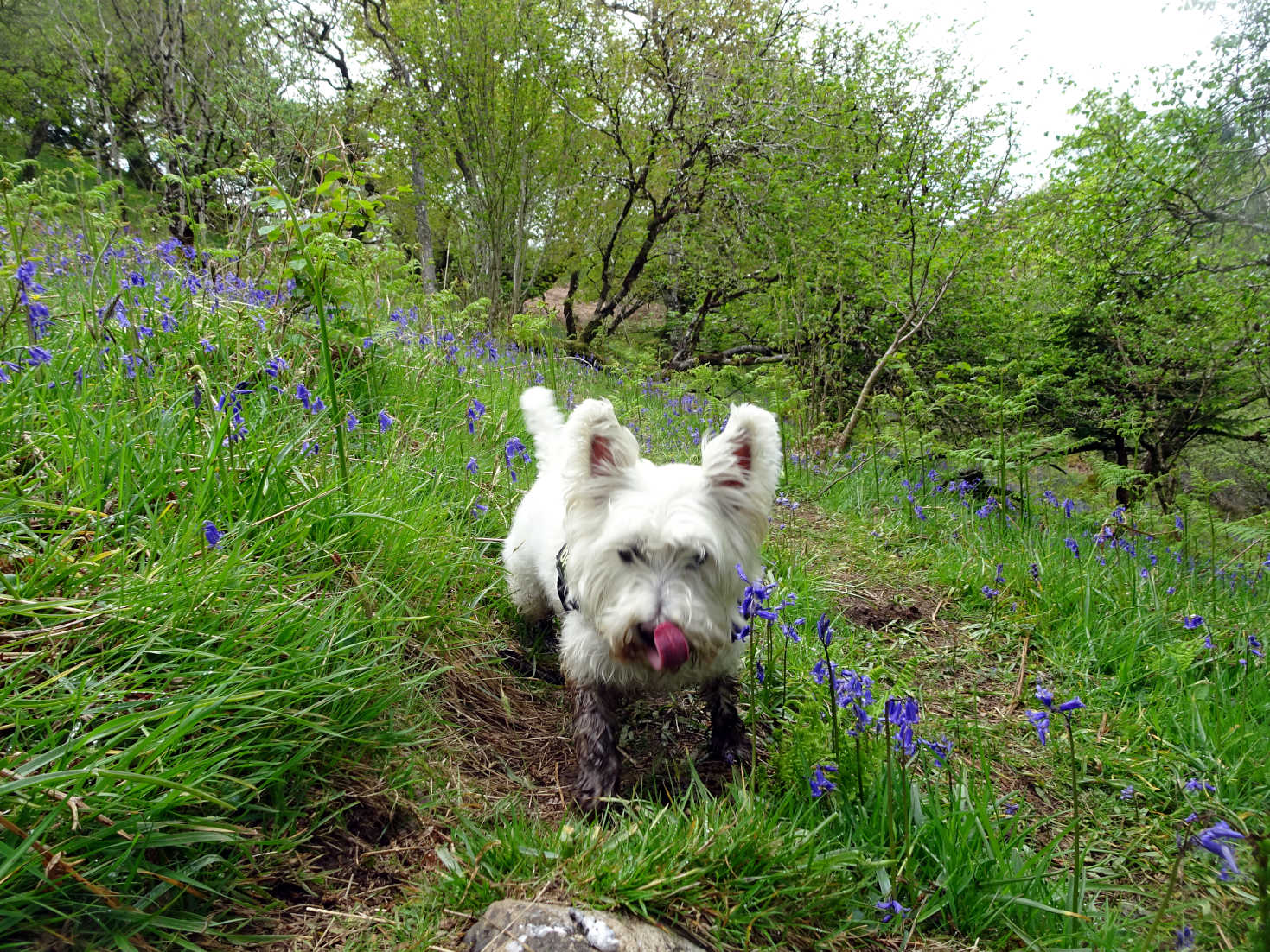 poppy the westie gets mucky in Glanan wood