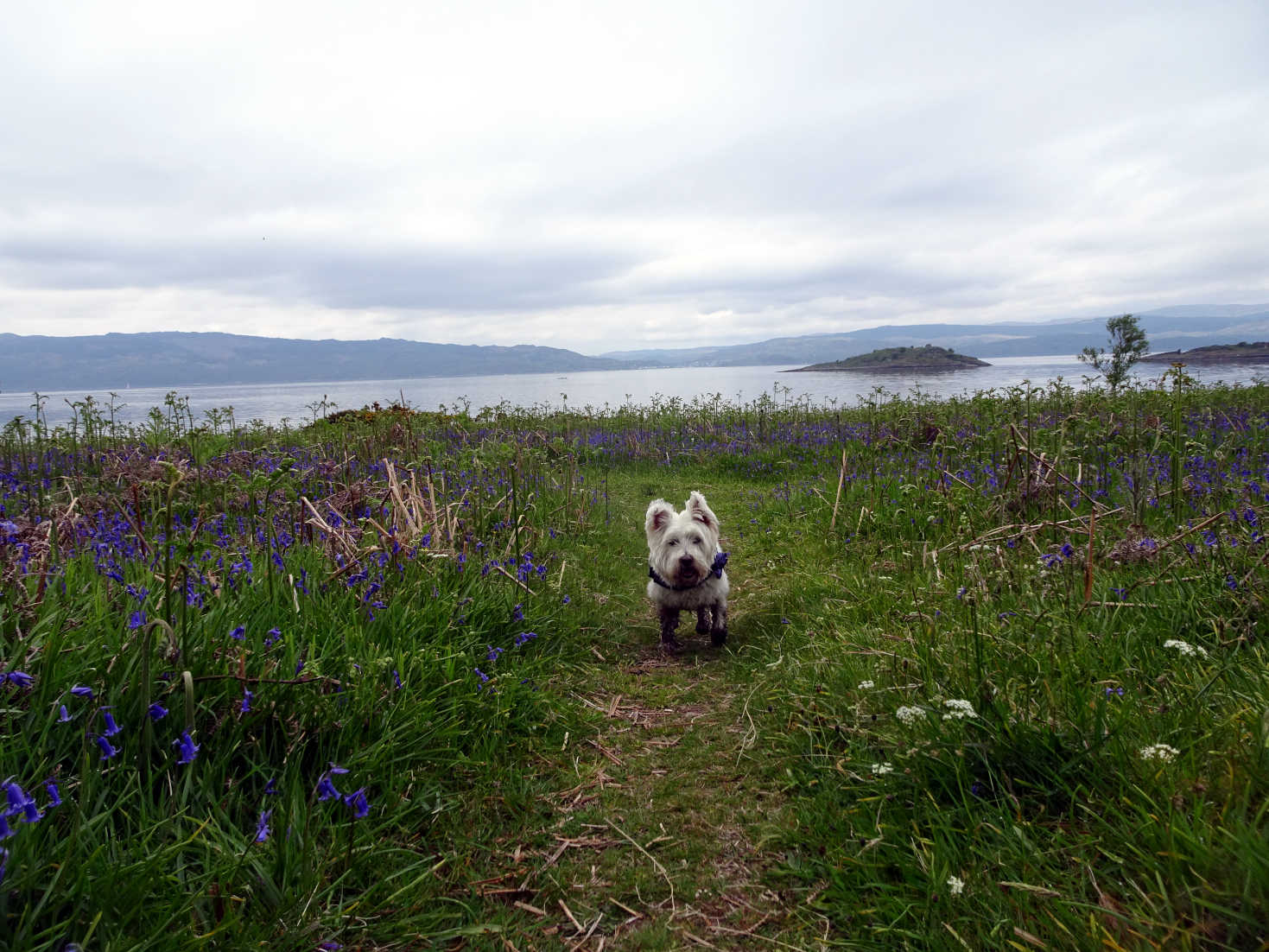 poppy the westie going down to loch fyne