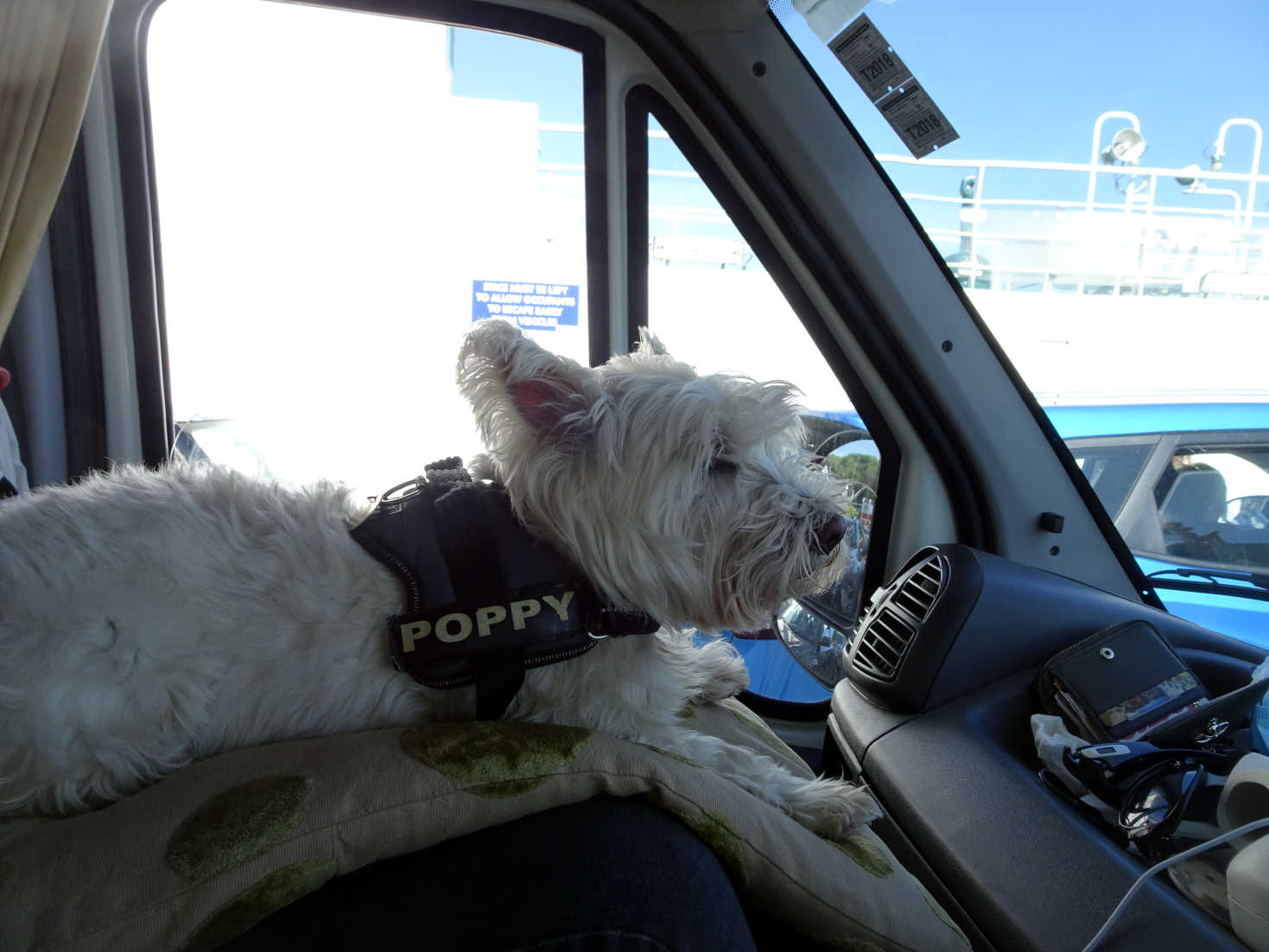 poppy the westie going home on western ferry