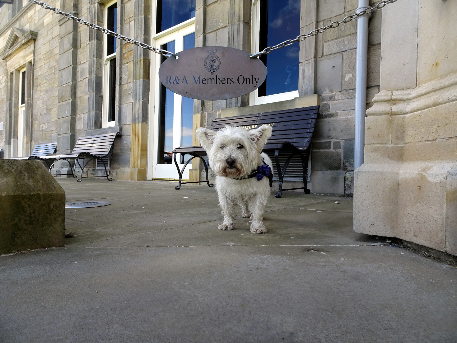 poppy the westie invades the R&A St Andrews