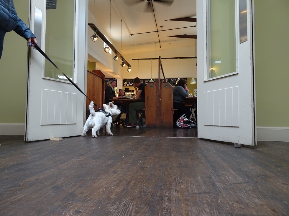 poppy the westie investigates the gathering at glen coe