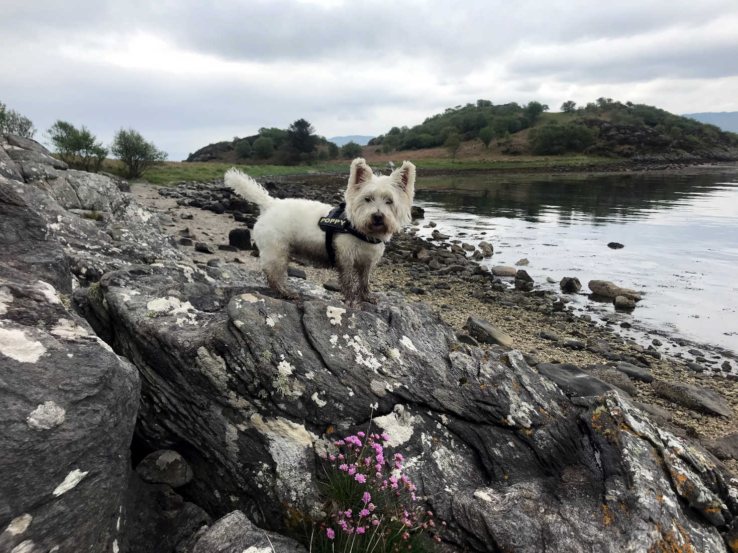 poppy the westie leading the way at Glenan bay