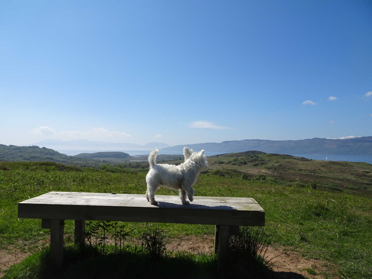 poppy the westie looking at Kyle Penisular and Arran