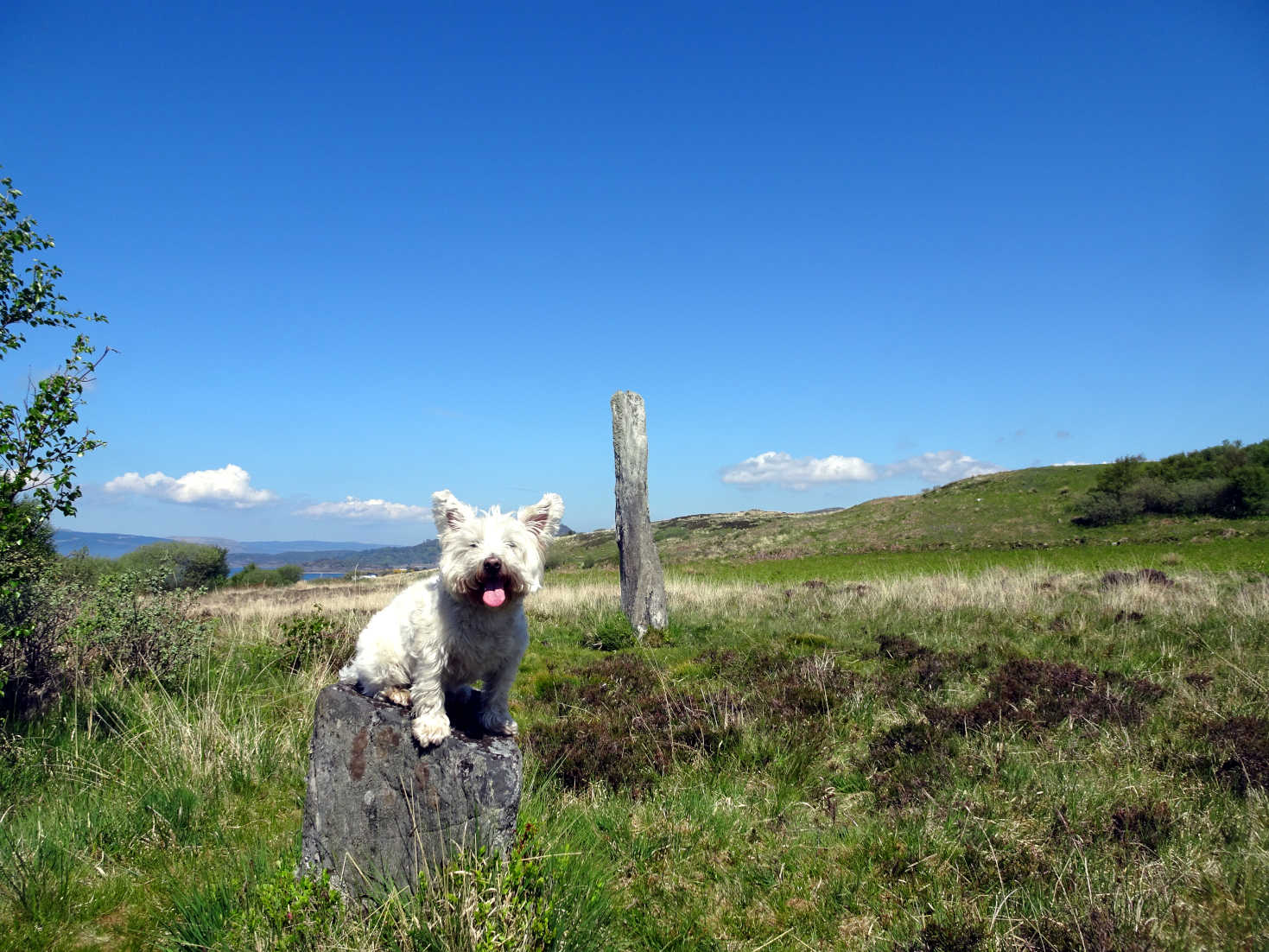 poppy the westie on 4000 year old standing stone