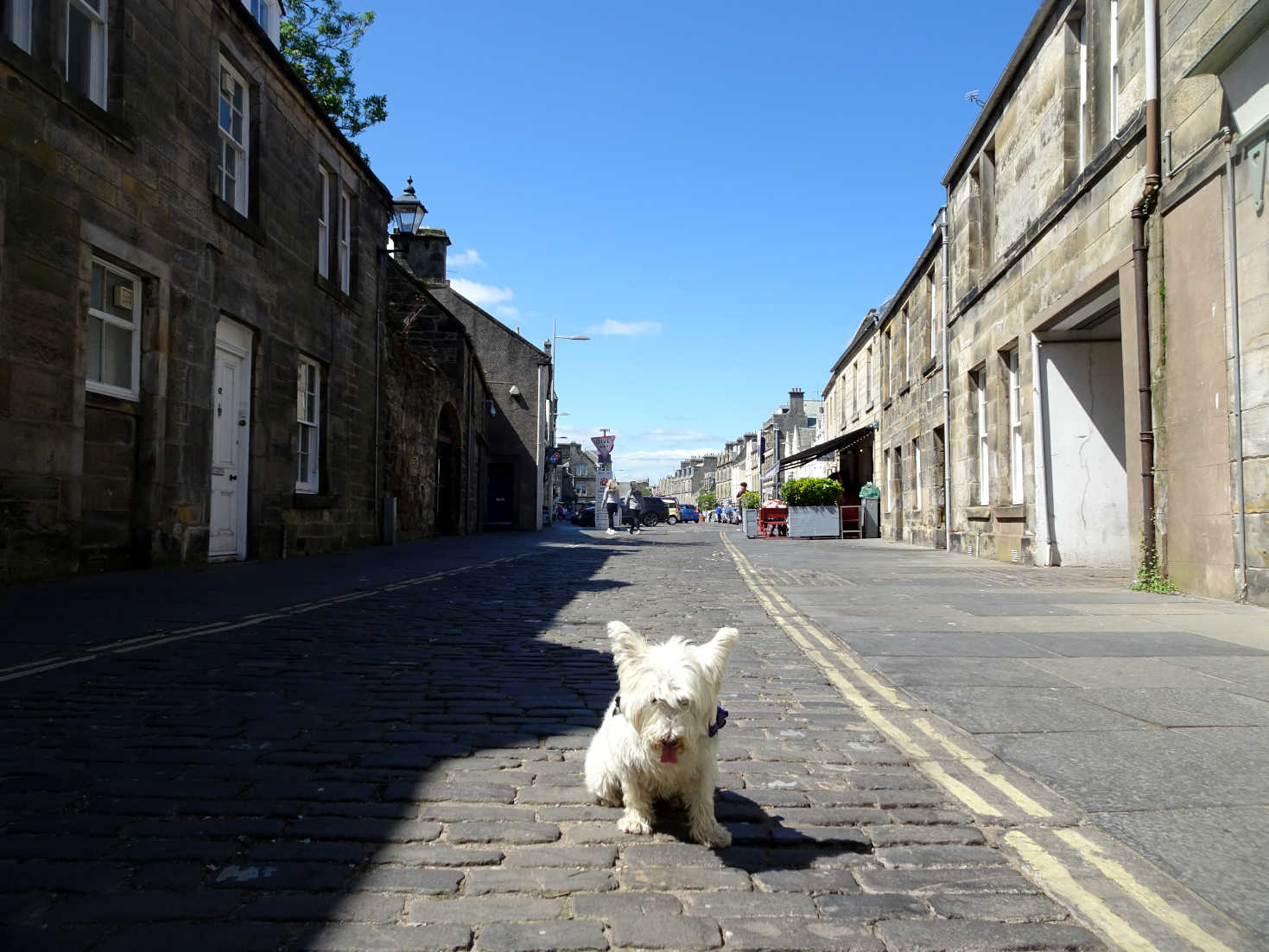 poppy the westie on Market Street St Andrews