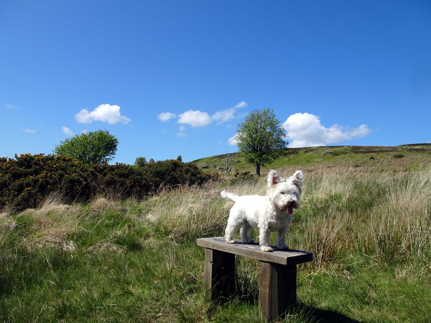 poppy the westie on a bench called poppy