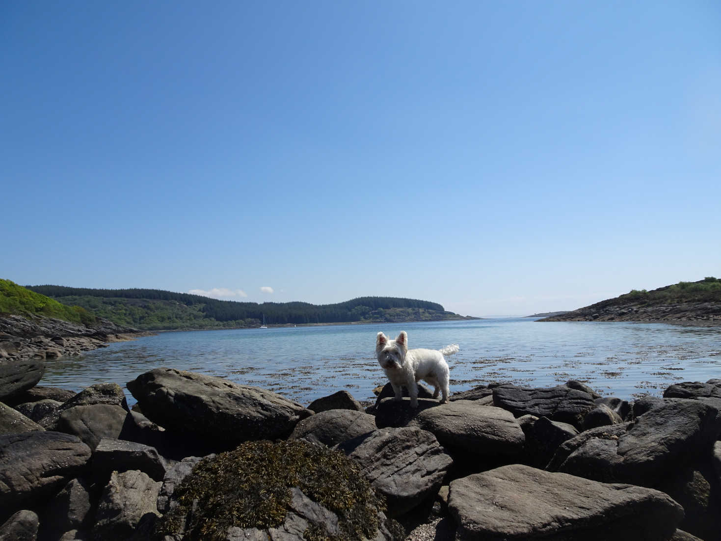 poppy the westie on drocks at Low Stillaig