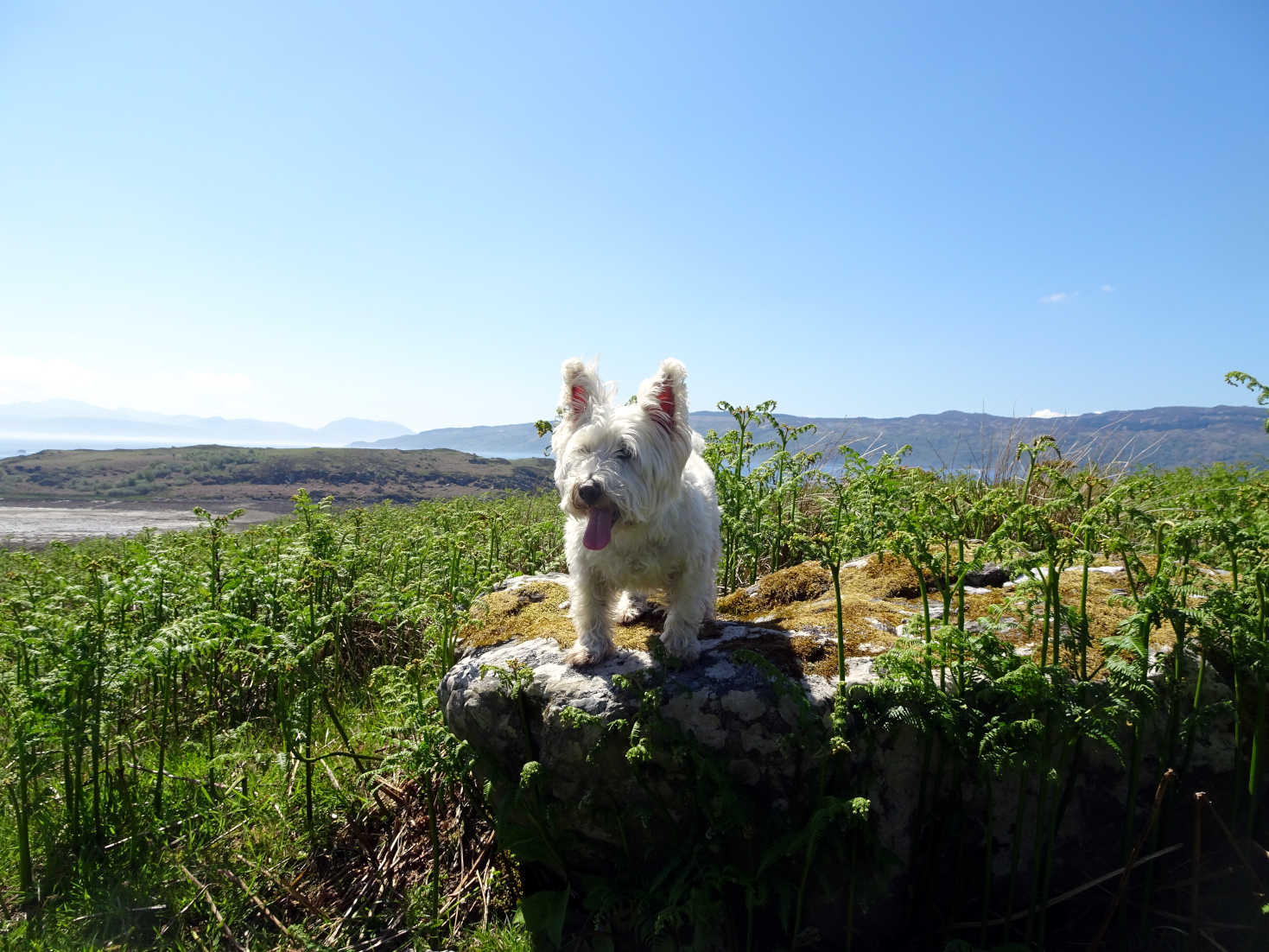 poppy the westie on rocks over Stillaig