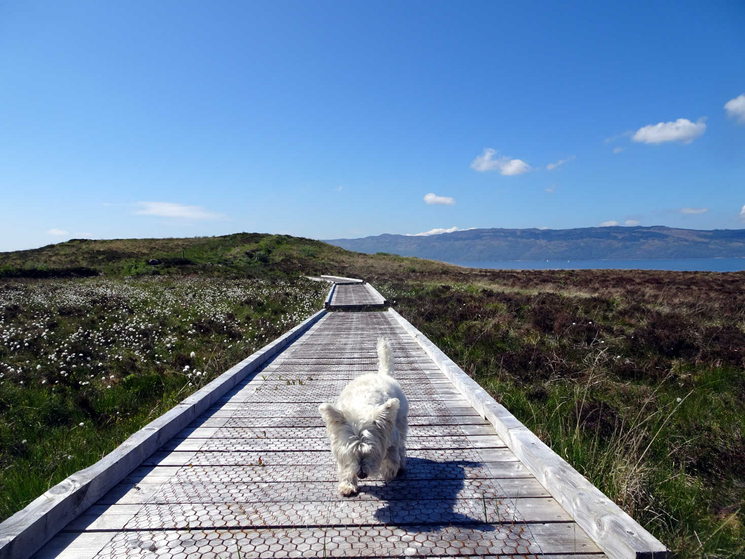 poppy the westie on the boardwalk to cross the portavadie moors