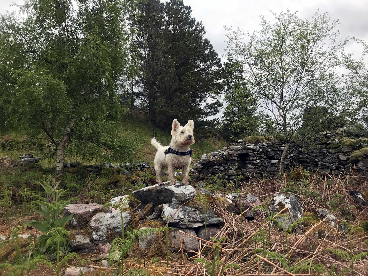 poppy the westie on the ruins of Glenan Village