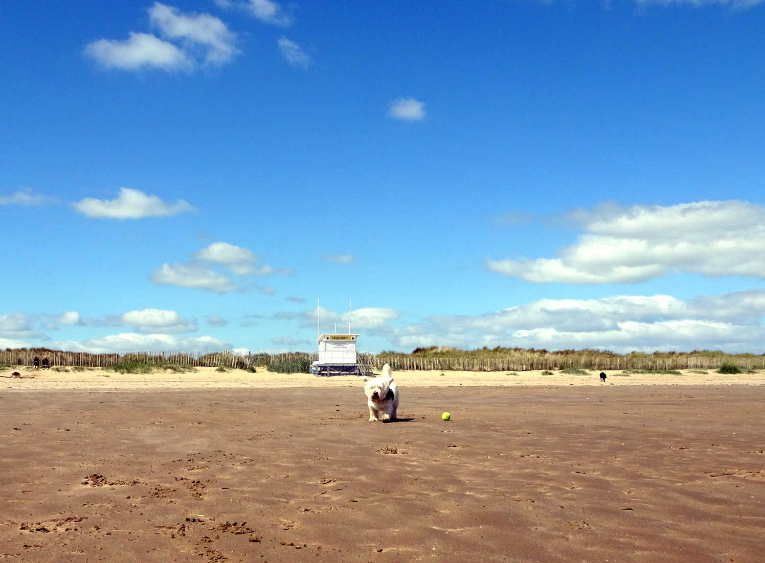 poppy the westie on west beach St Andrews