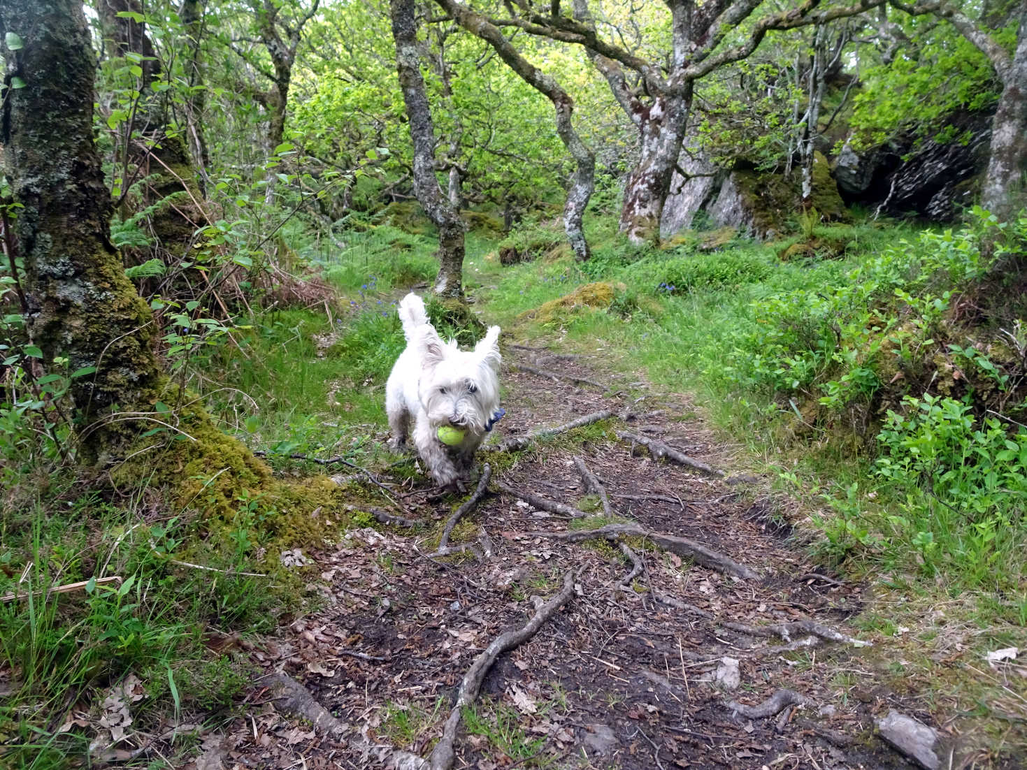 poppy the westie playing ball in Glenan Wood