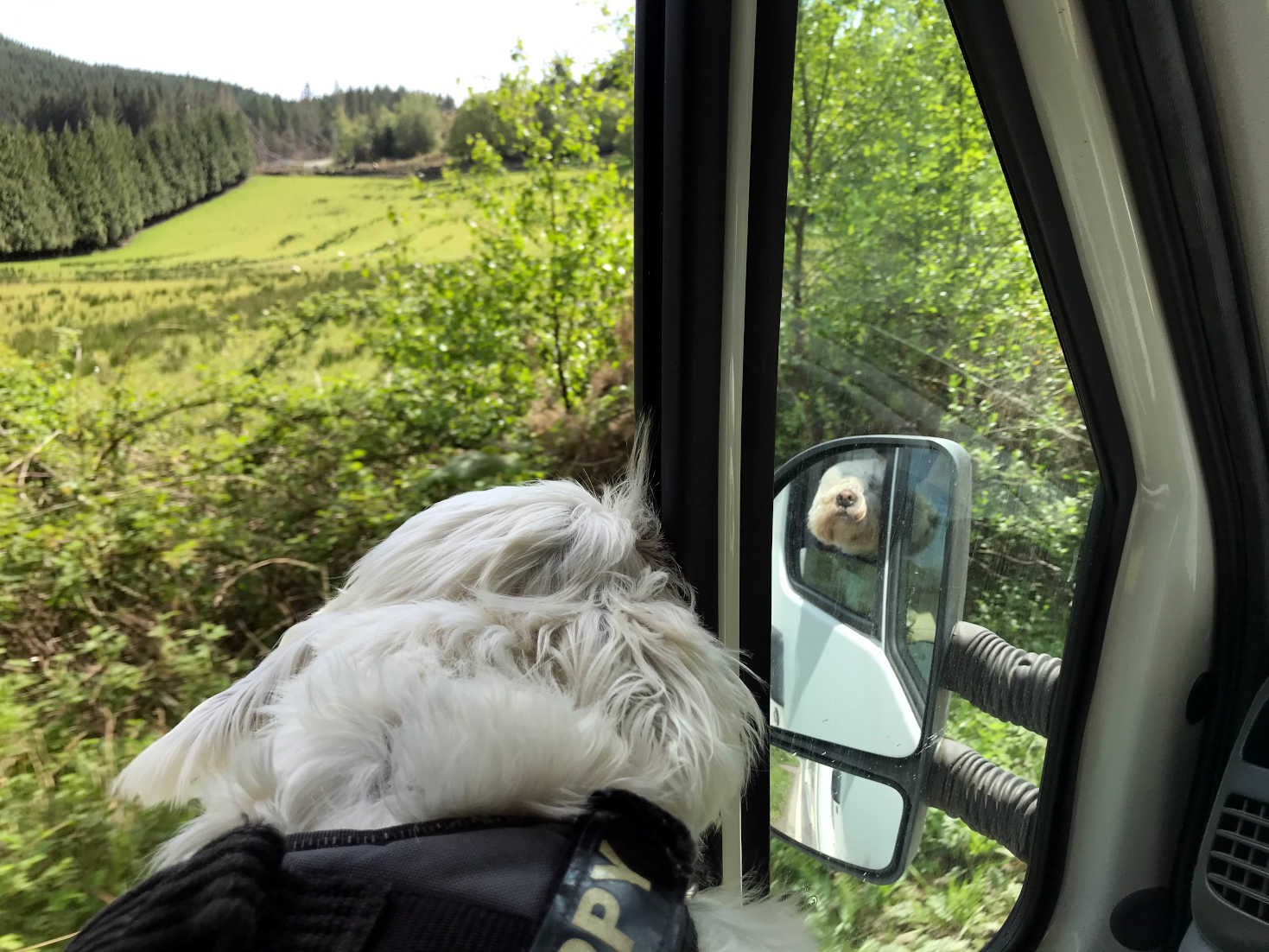 poppy the westie traversing Argyle in betsy