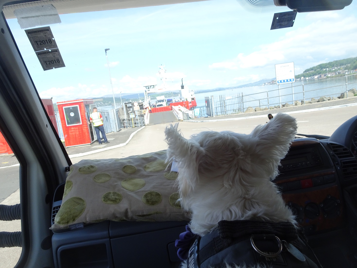 poppy the westie waiting on the western ferry