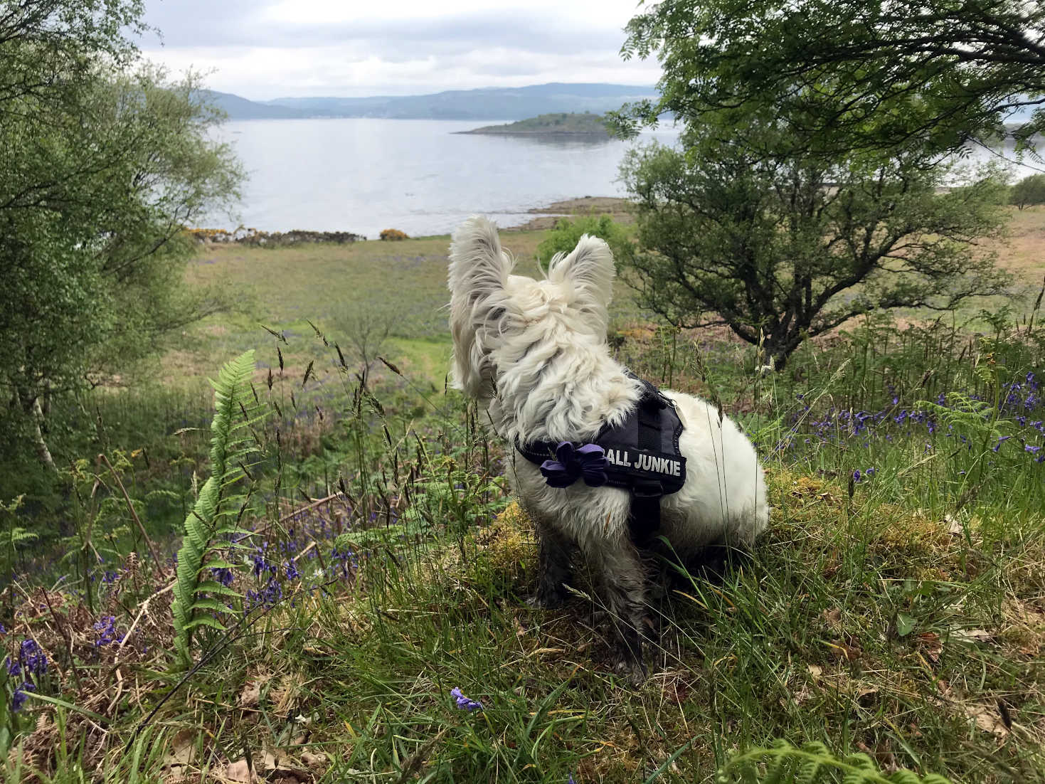 poppy the westie wants to go to Loch Fyne