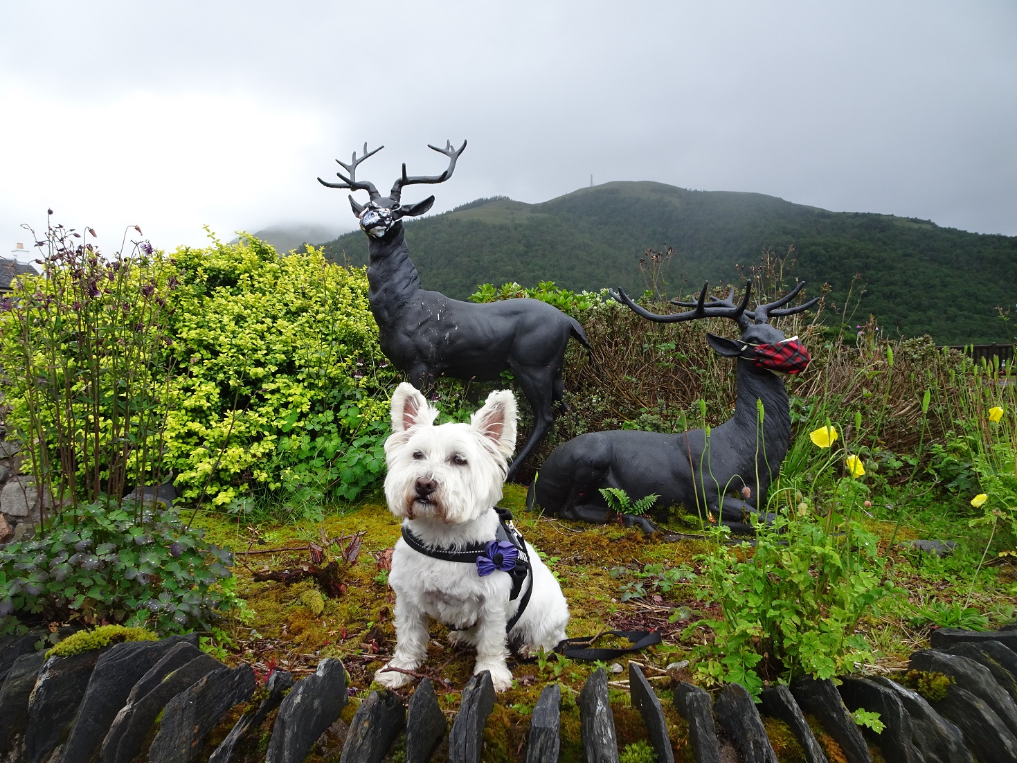 poppy the westie with dear at glen coe campsite