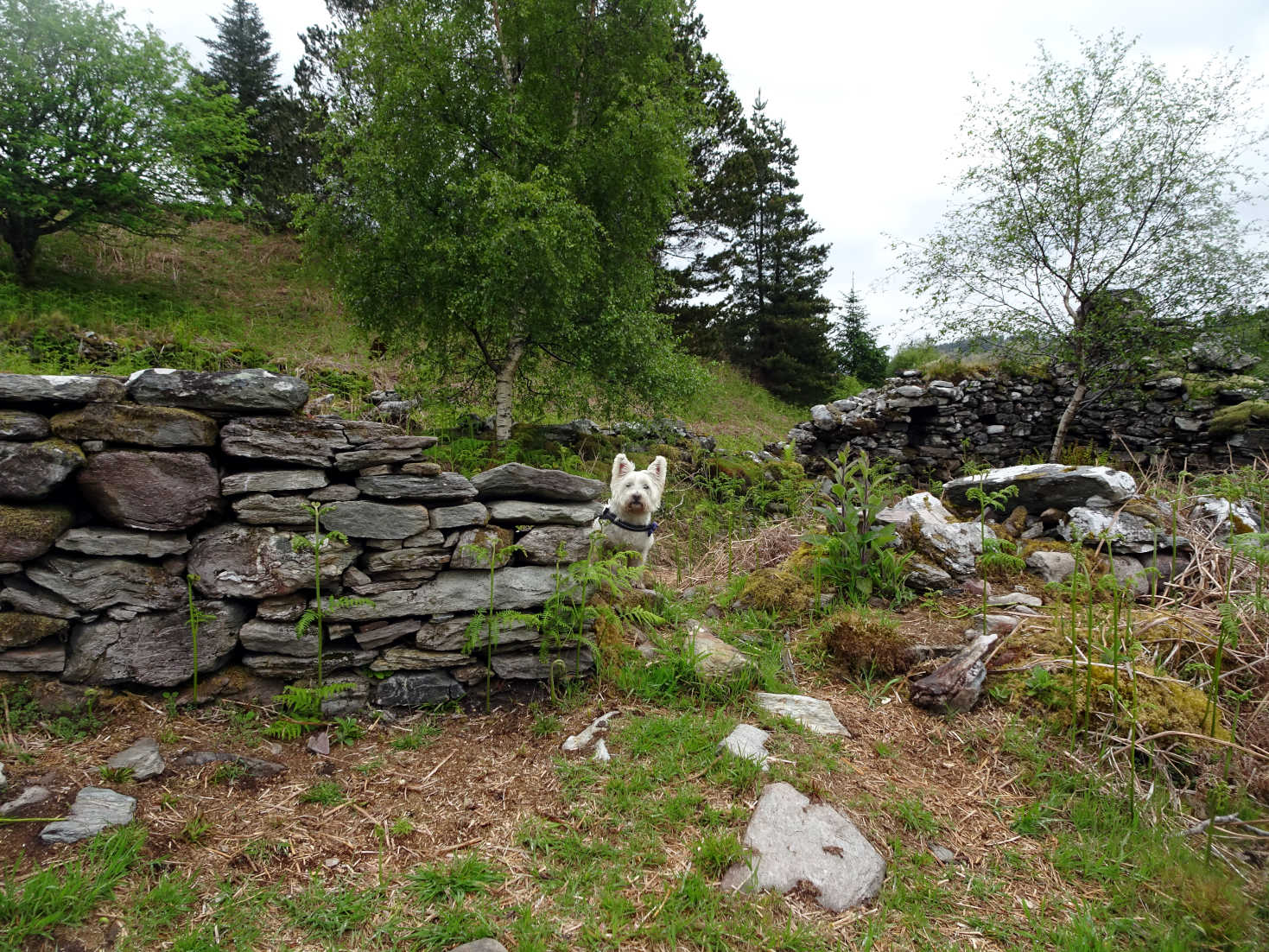 poppy the wetie explores Glenan Village