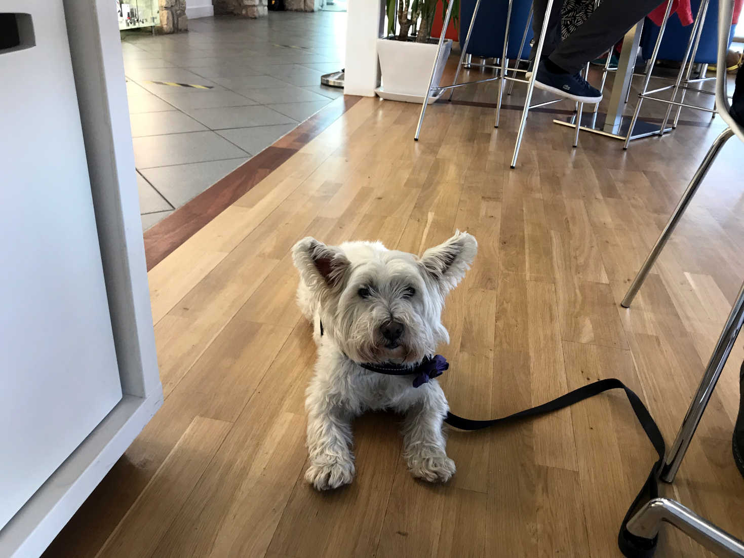 poppy the wetie in restaurant at the Portavadie marina