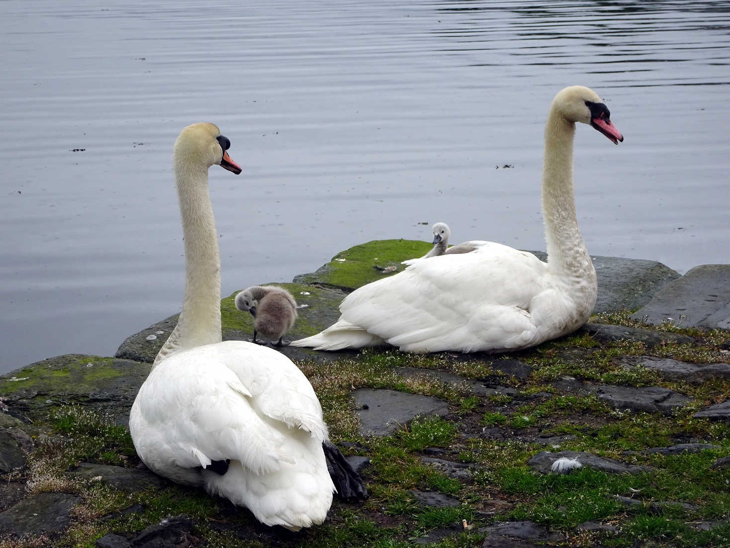 two headed swan at Tarbert