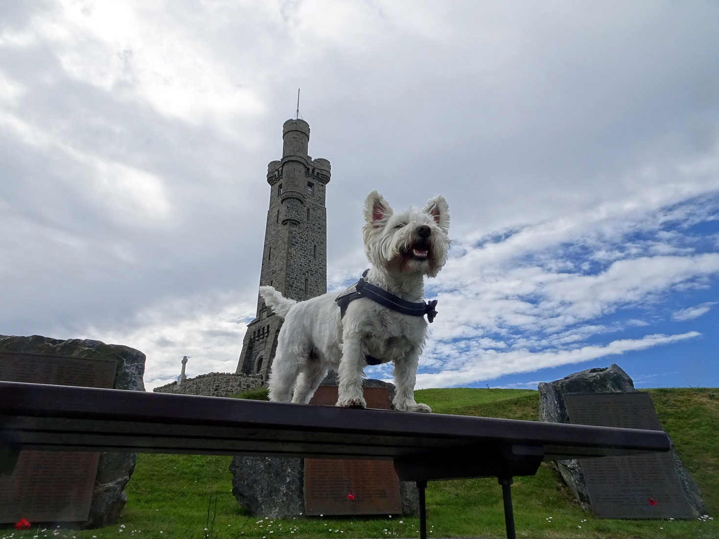 Poppy the westie at the war memorial Stornaway