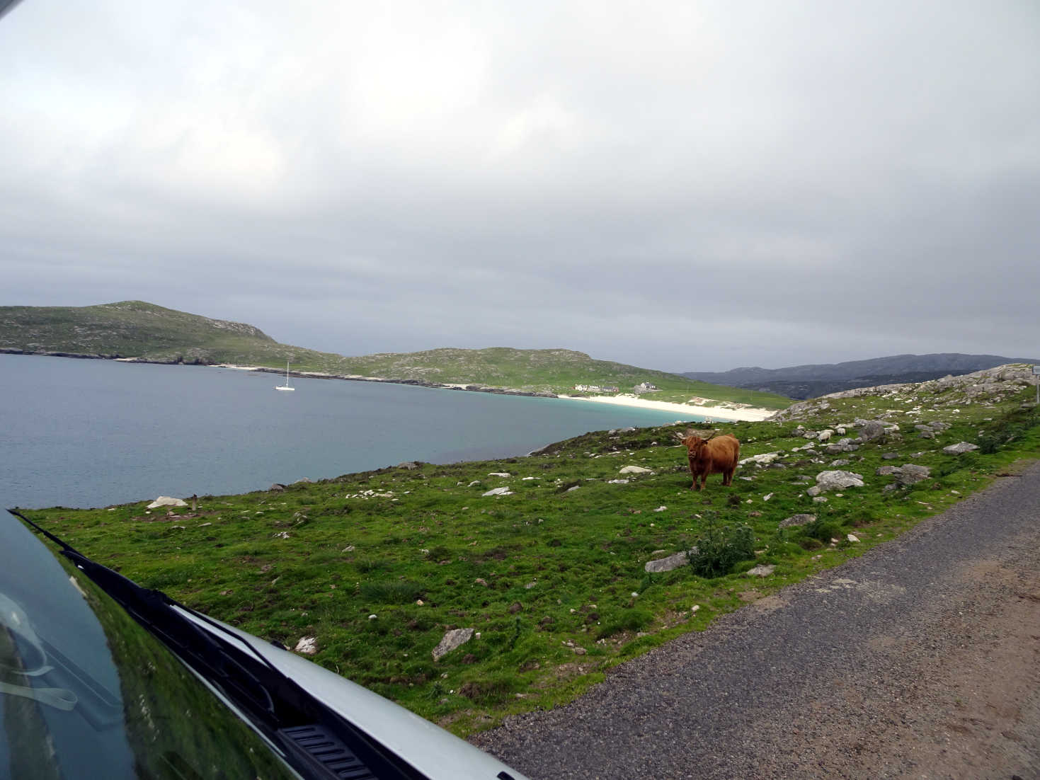 cow gaurds hushinish beach