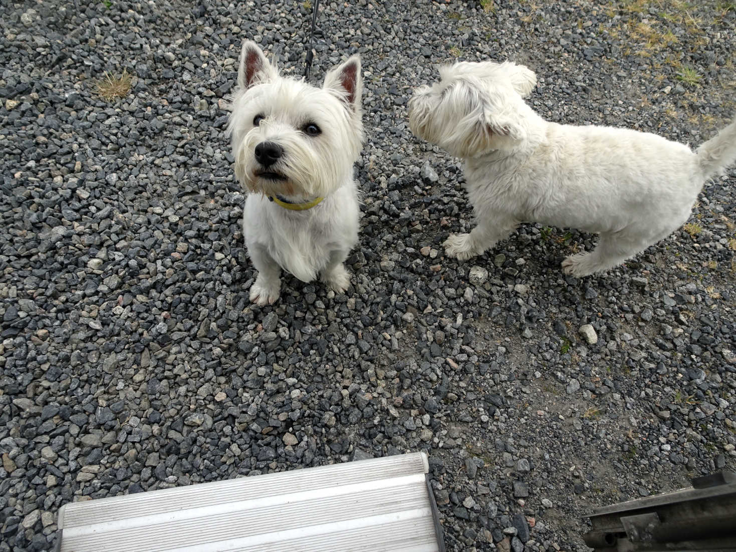 poppy and archie at north uist