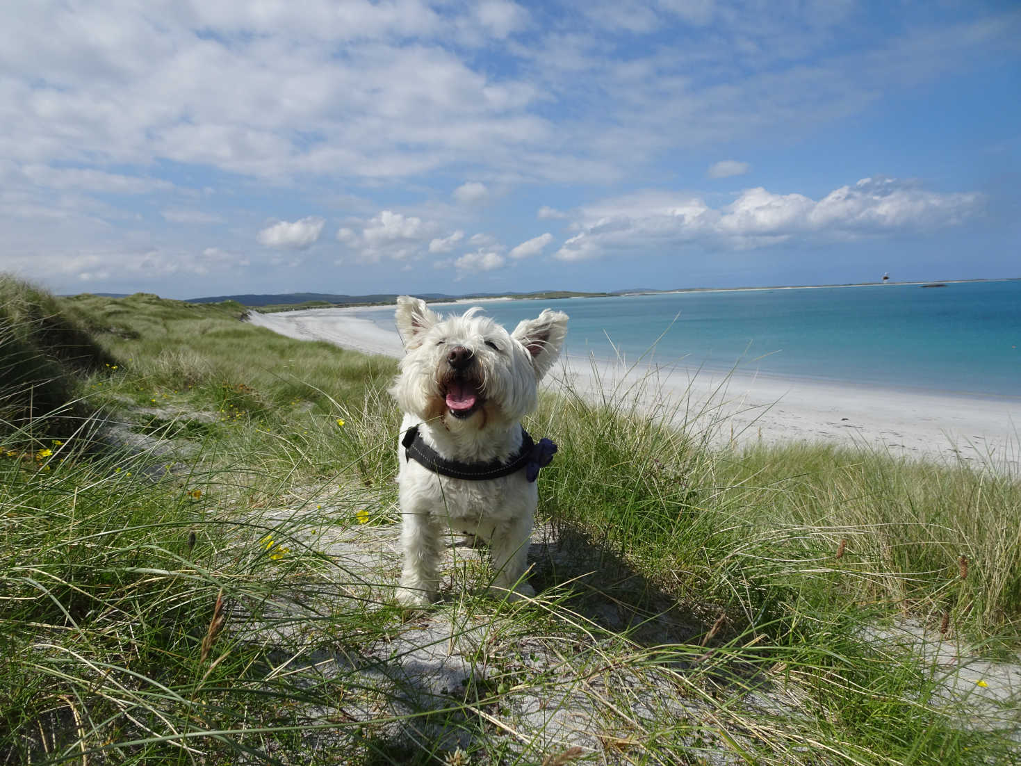 poppy the westie above clachan sands