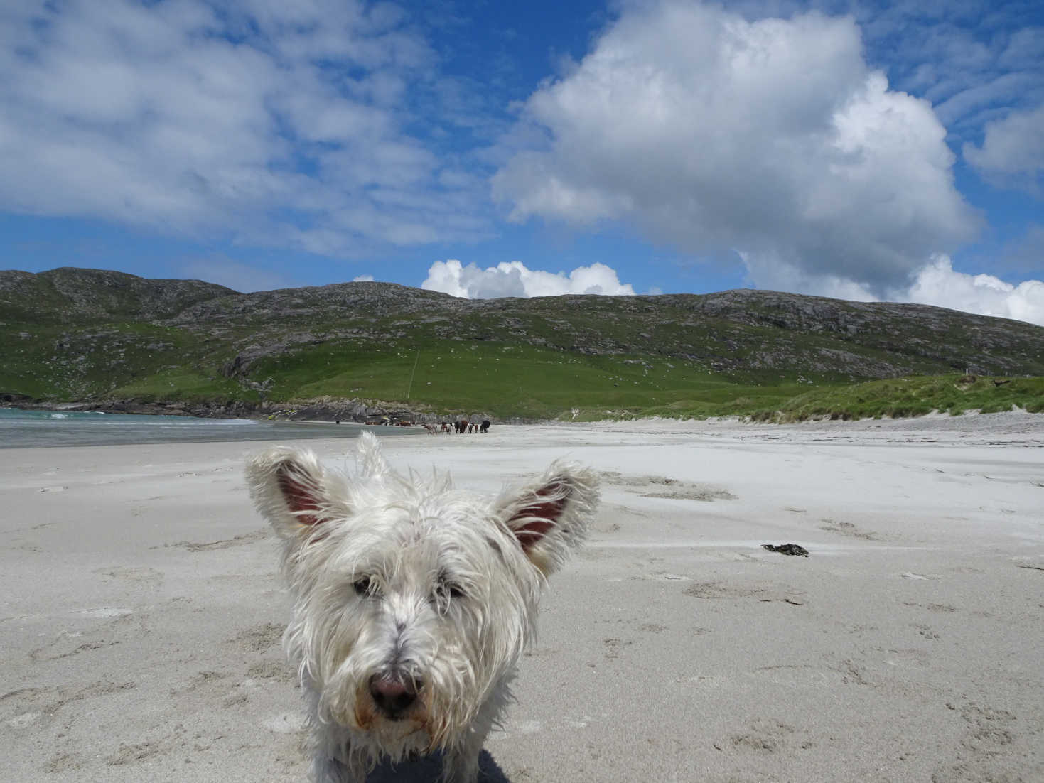 poppy the westie after bath on vatersay