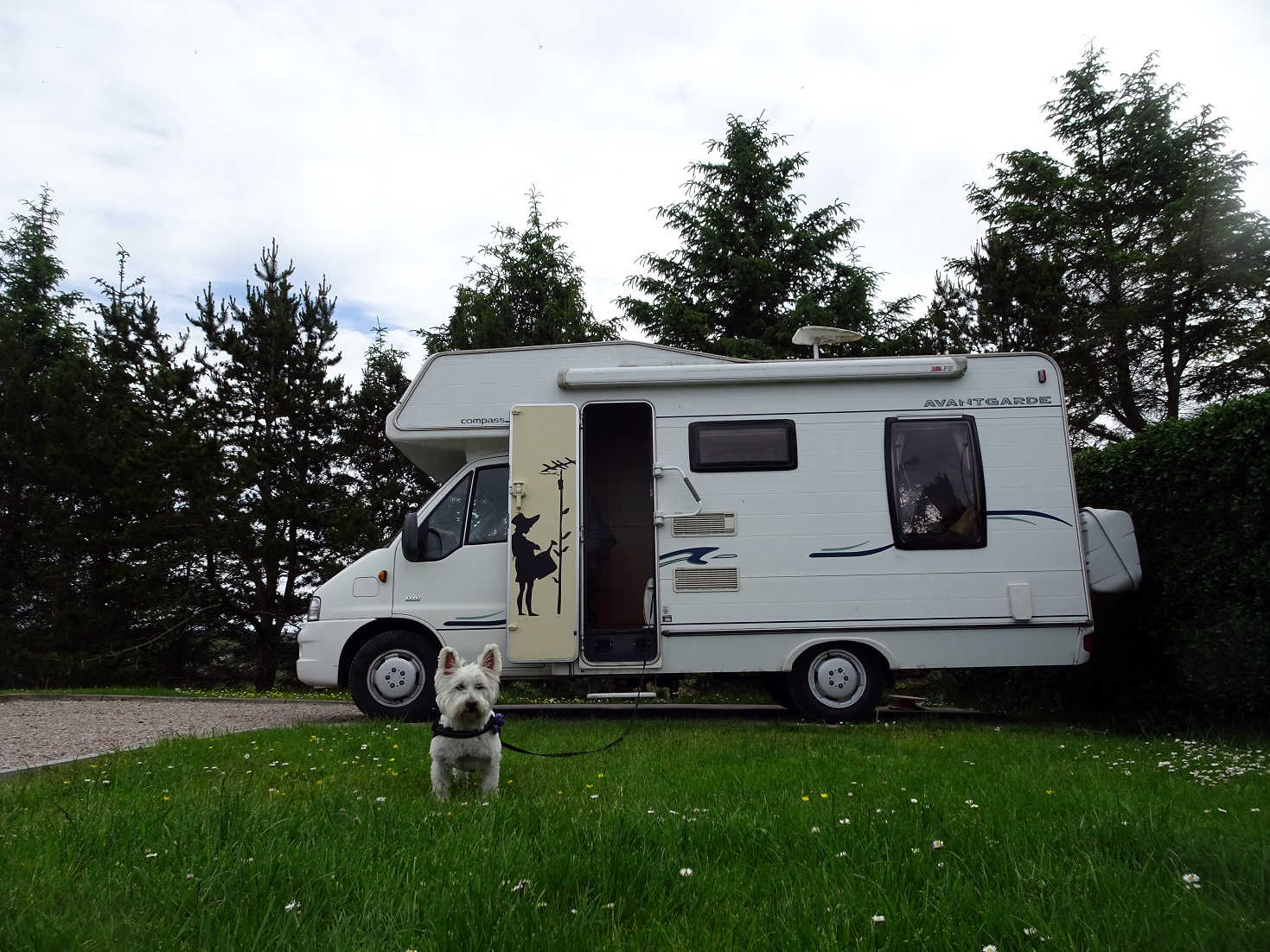 poppy the westie and betsy at Stornaway campsite