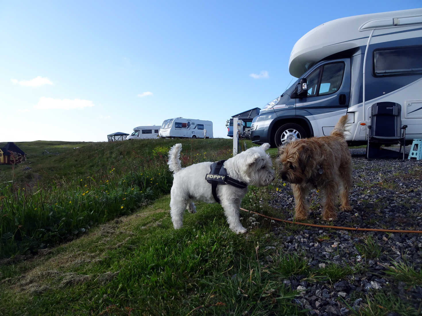 poppy the westie and jack in north uist