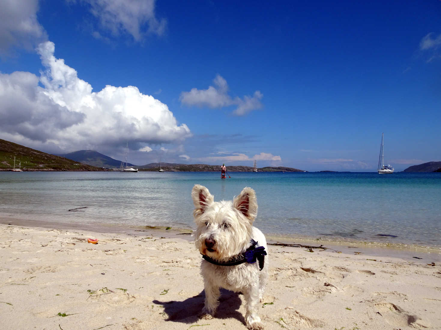 poppy the westie and paddle boarder Traigh a Bhaigh Vatersy