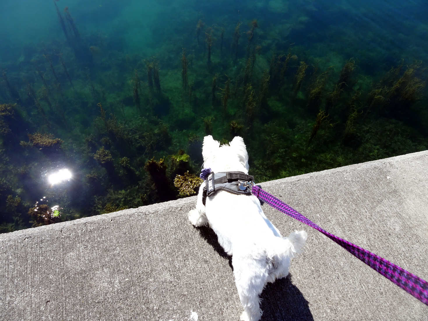 poppy the westie and seaweed monsters