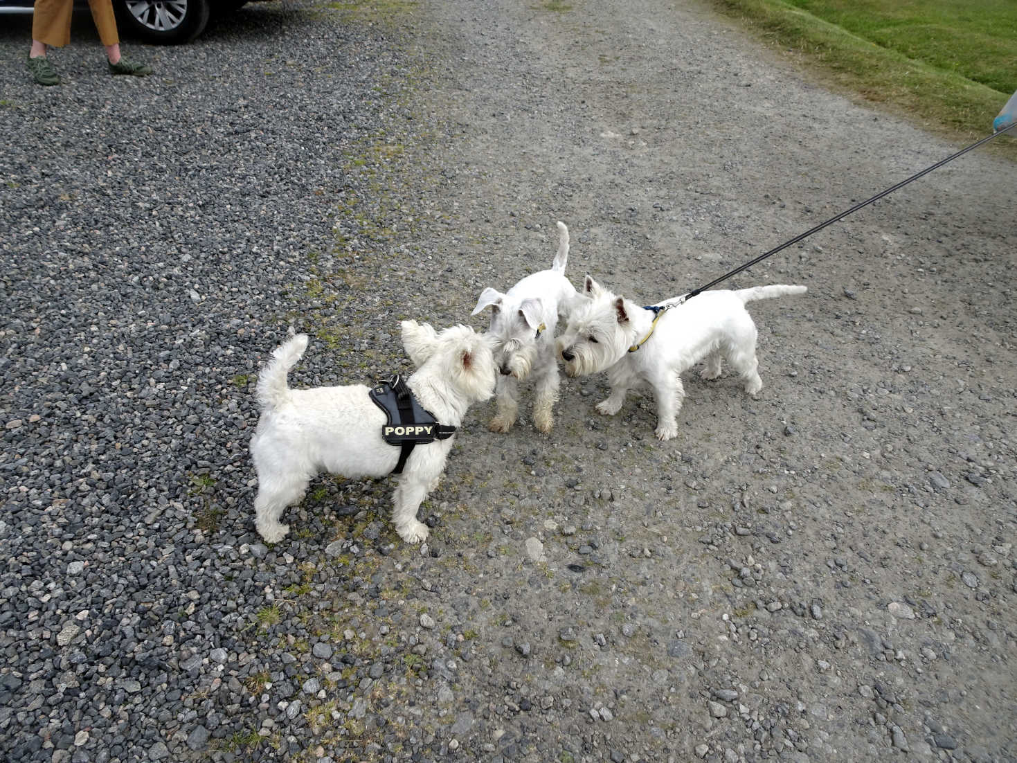 poppy the westie and the white paws gang