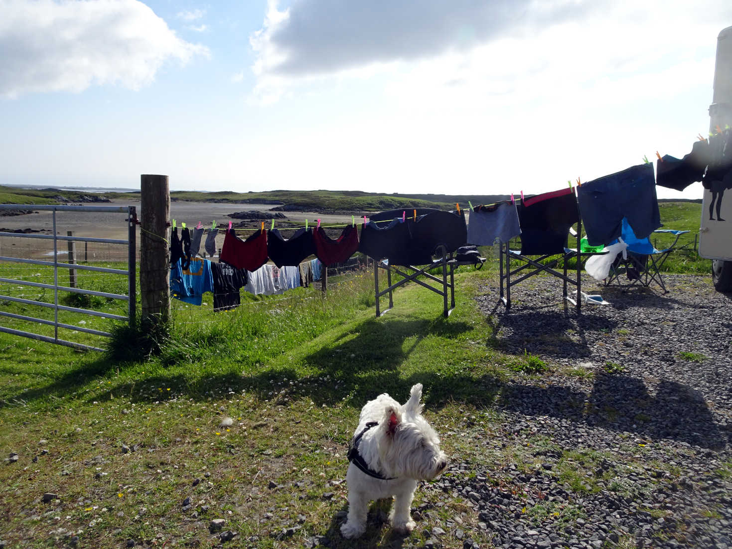 poppy the westie and washing in north uist