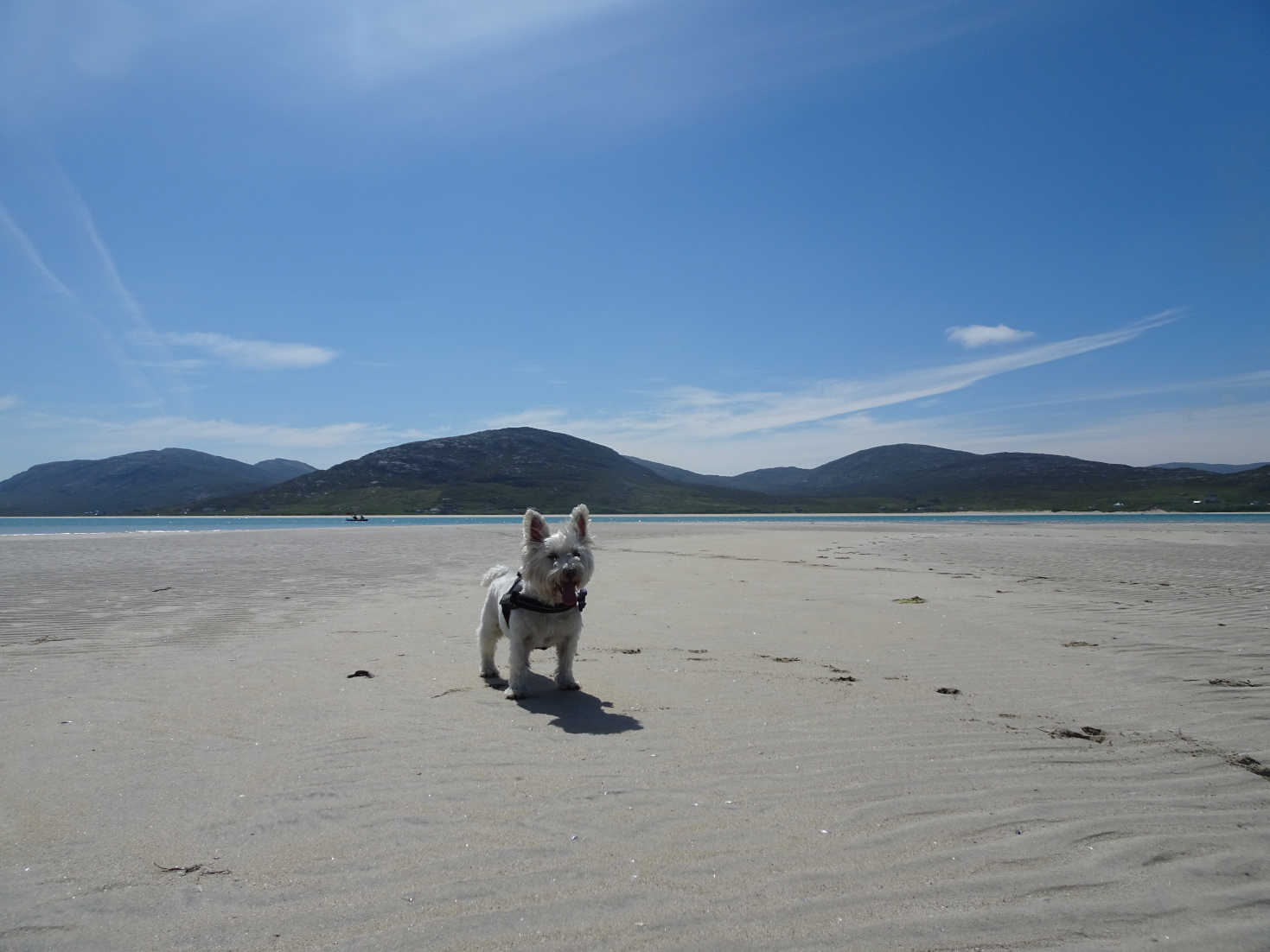 poppy the westie at Losgaintir Harris