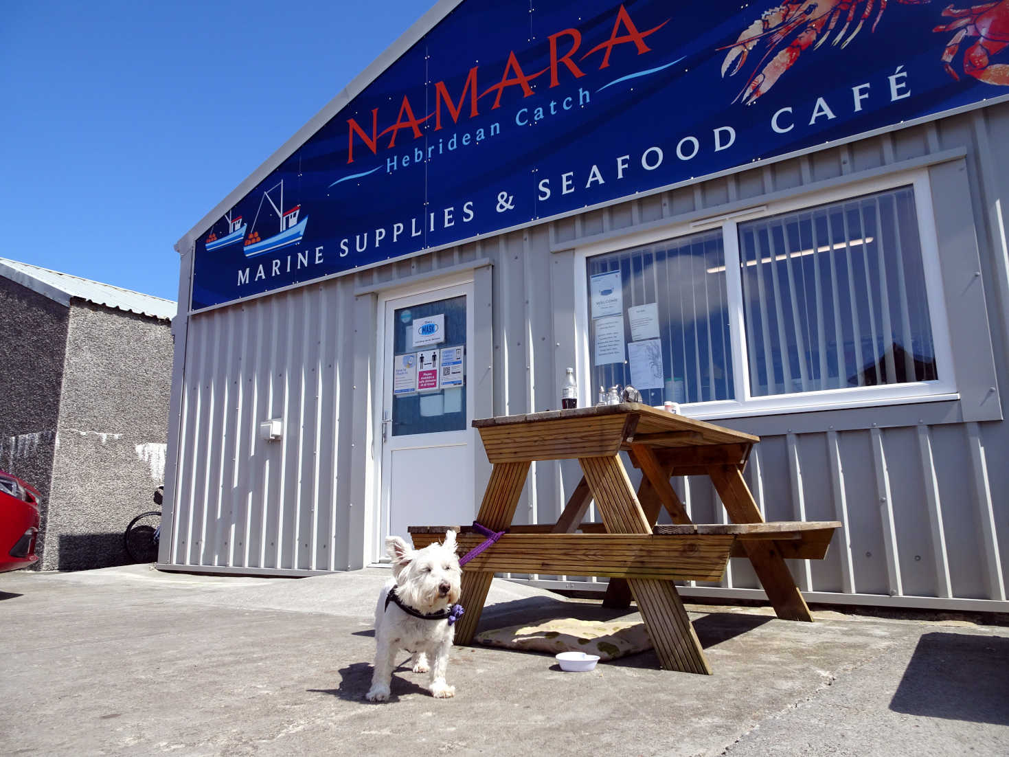 poppy the westie at NAMARA