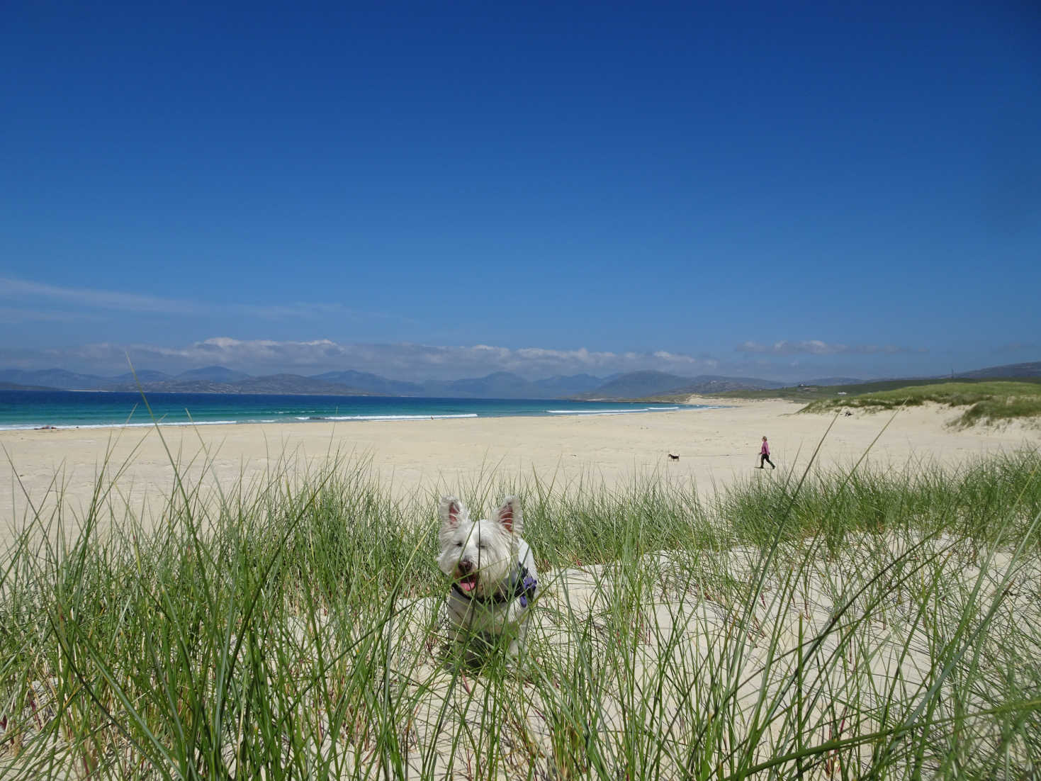 poppy the westie at Sgarasta Mhòr Beach