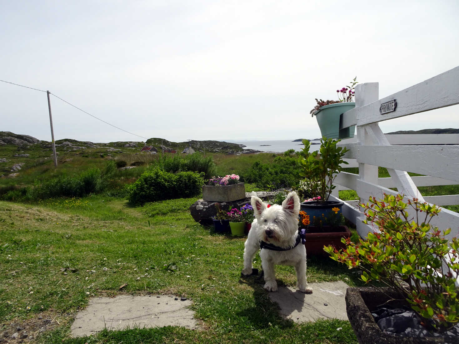 poppy the westie at Skoon Gallery Harris