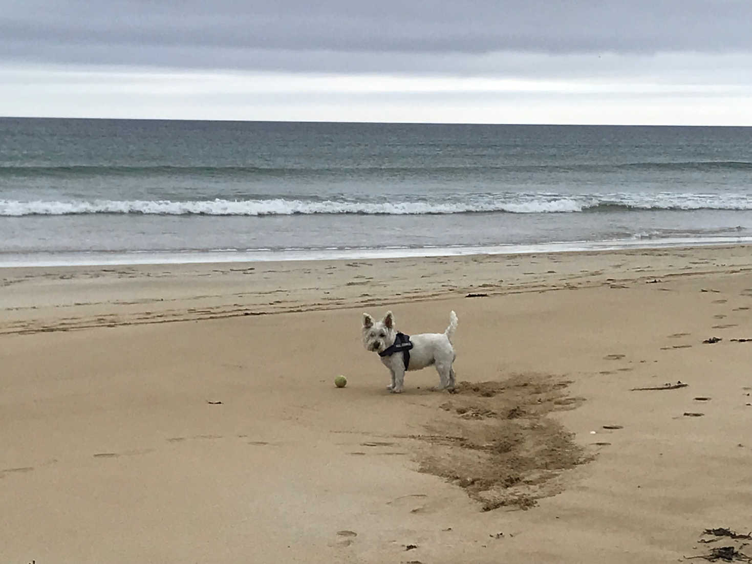 poppy the westie at Traigh Mhòr on Lewis