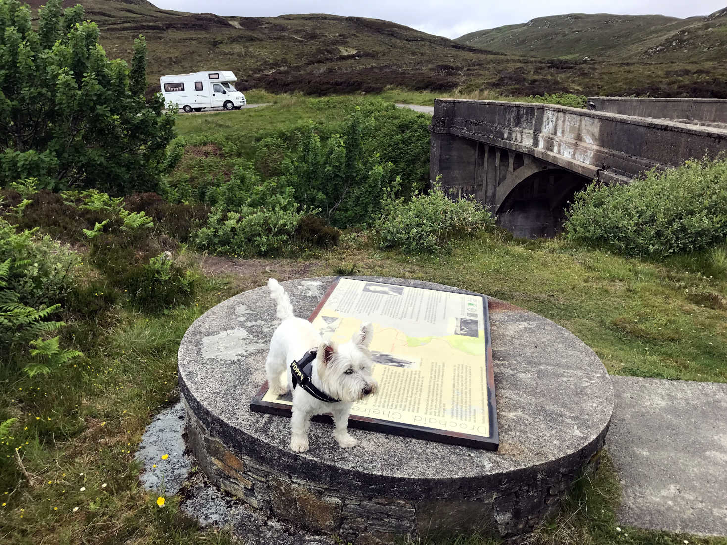 poppy the westie at bridge to nowhere on Lewis