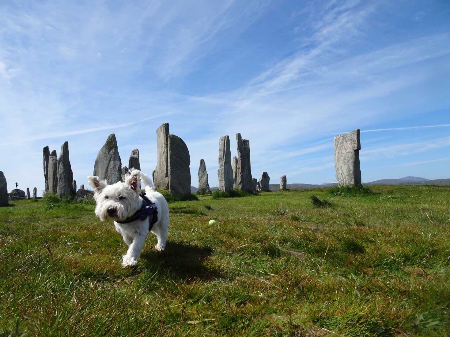 poppy the westie at calanais stone circle