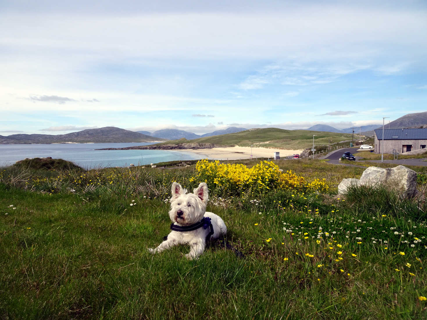 poppy the westie at camp next to Nisabost Beach