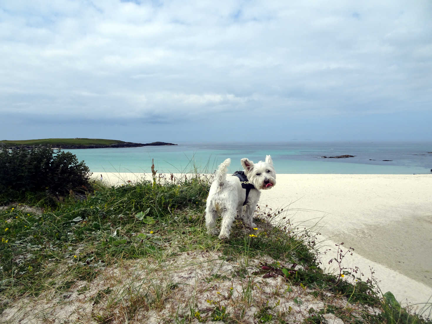 poppy the westie at hosta beach